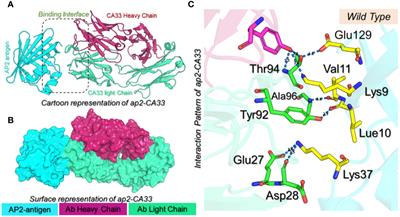 Structure-guided engineering and molecular simulations to design a potent monoclonal antibody to target aP2 antigen for adaptive immune response instigation against type 2 diabetes